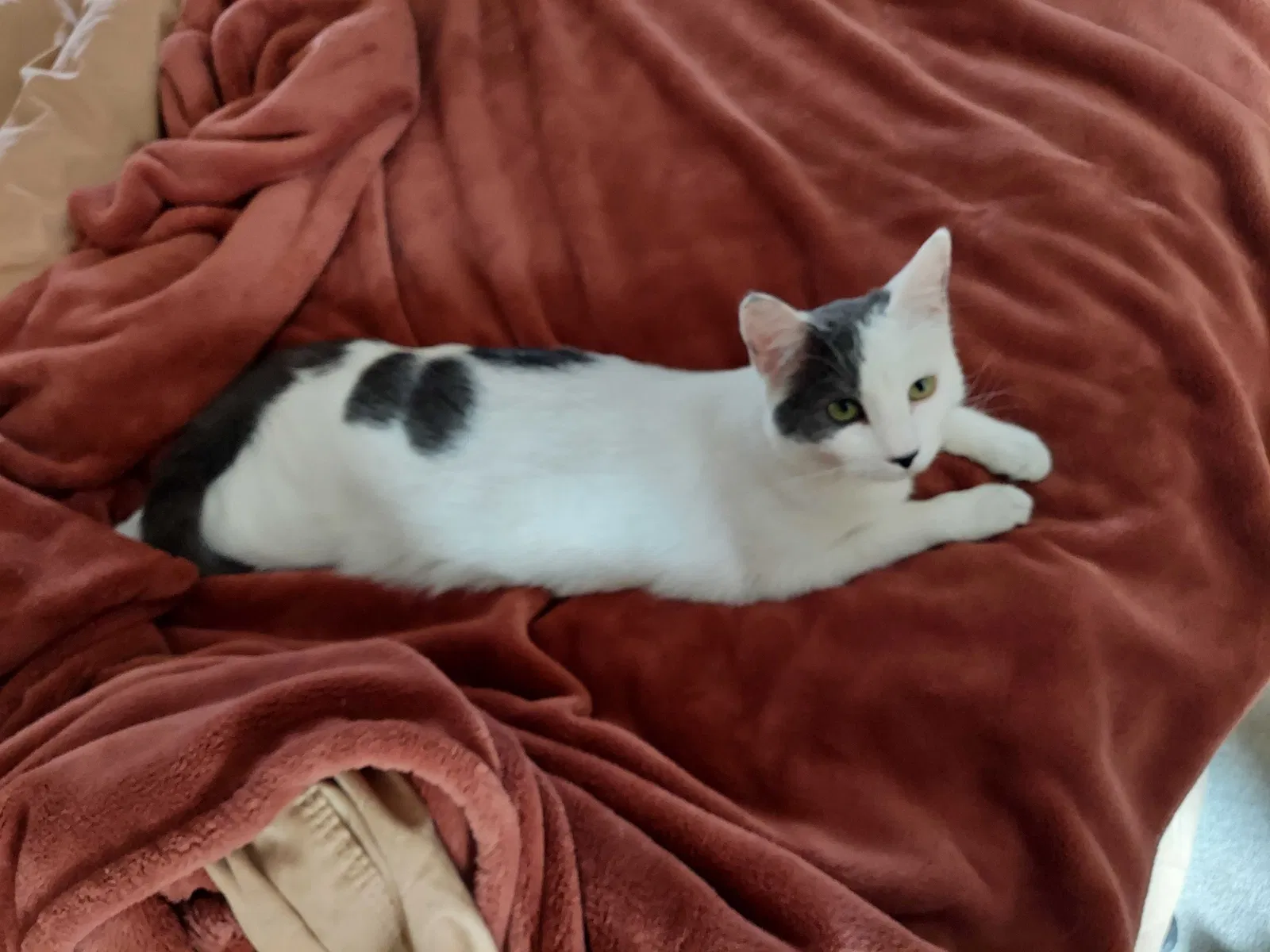 Lost cat in Huntingdon Valley, PA, 19006
