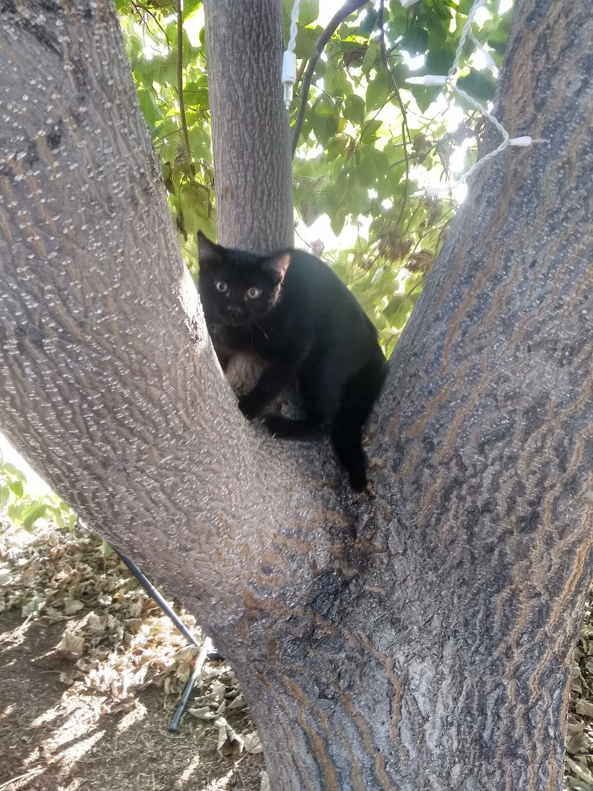 Lost cat in Shingle Springs, CA, 95682