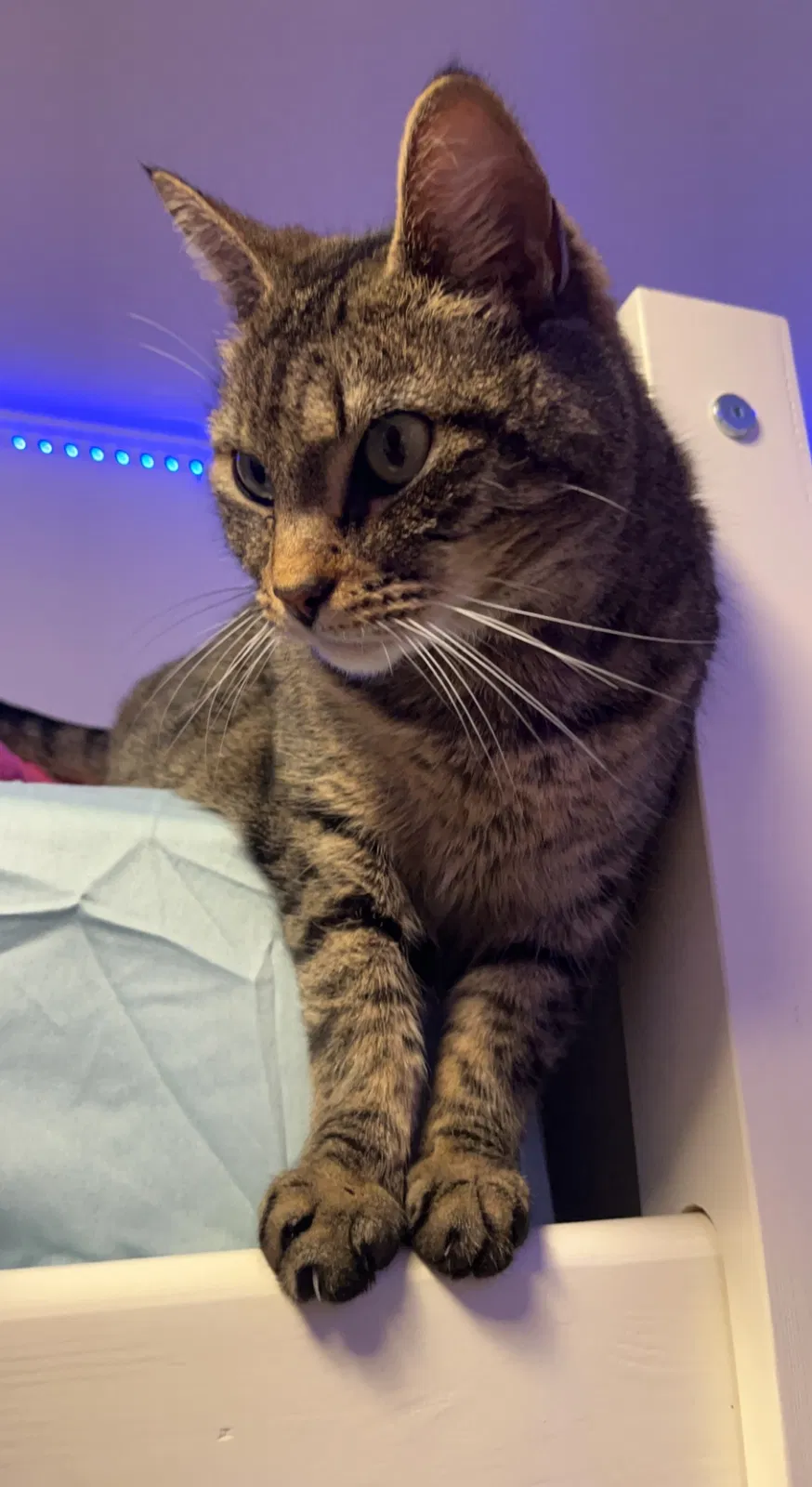 Lost cat in Manahawkin, NJ, 8050