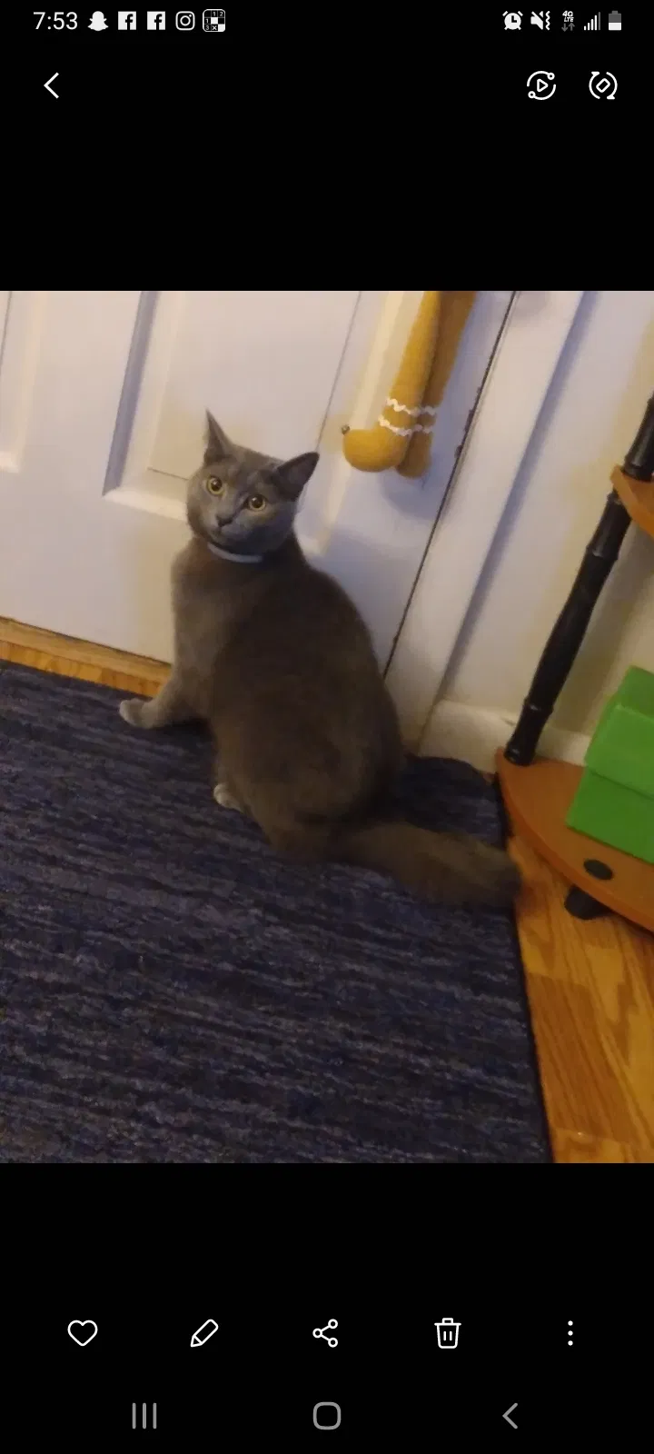 Lost cat in Dalton, GA, 30721