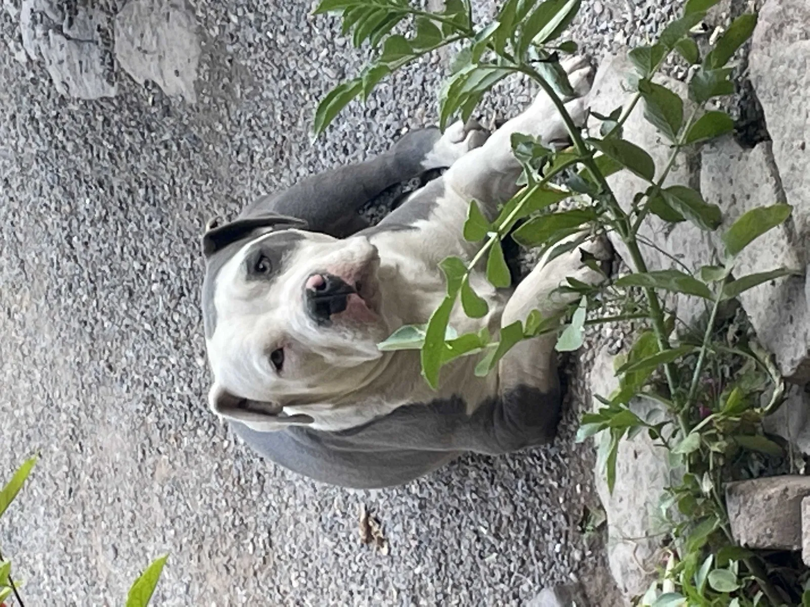 Lost dog in Tucson, AZ, 85714