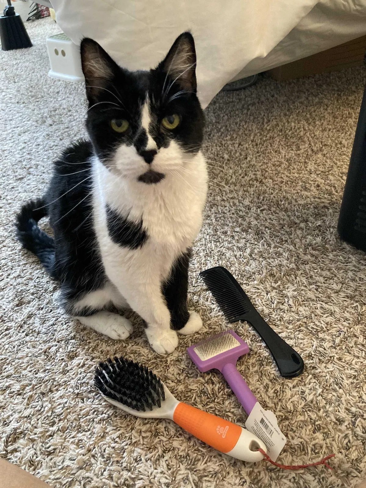 Lost cat in Dallas, TX, 75287