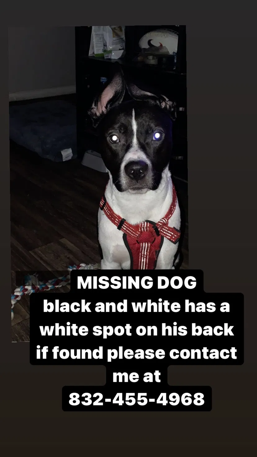 Lost dog in Houston, TX, 77080
