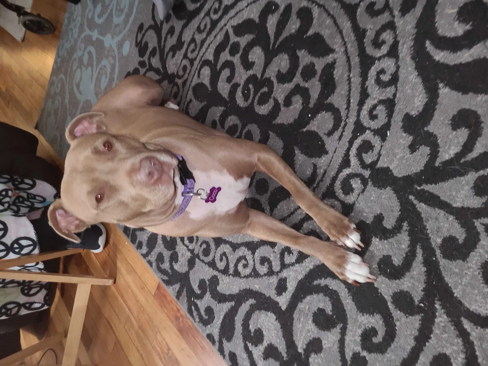 Lost dog in Kansas City, KS, 66103
