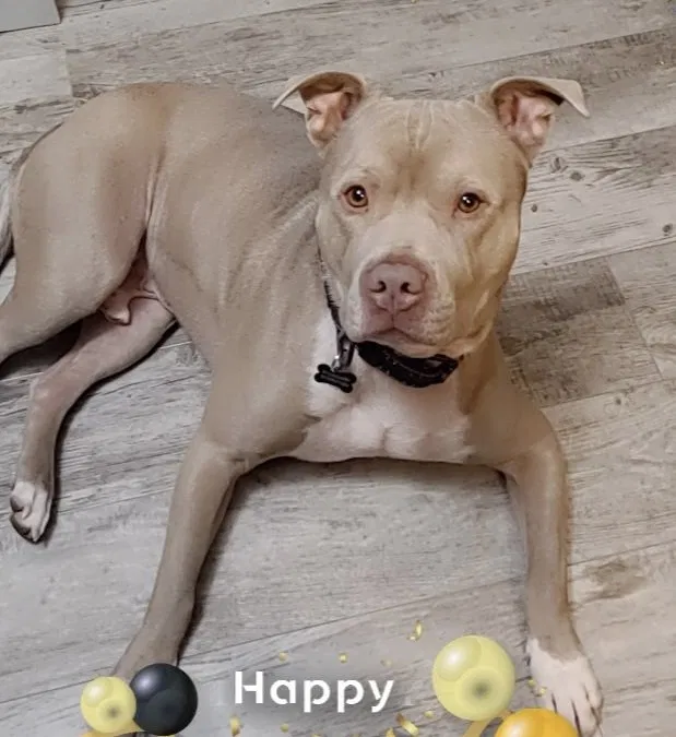 Lost dog in Kansas City, KS, 66103