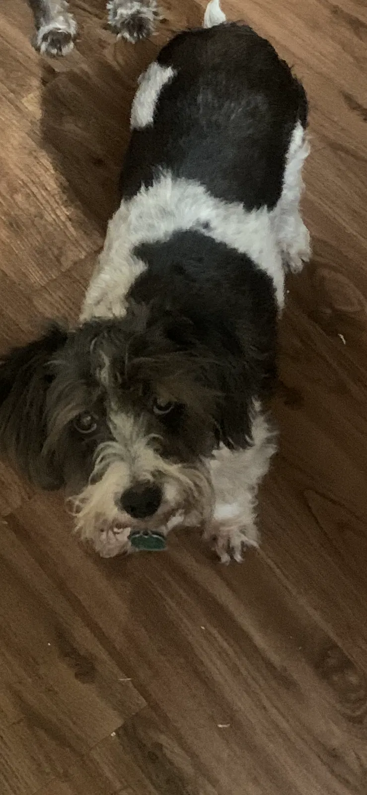 Lost dog in La Porte, TX, 77571