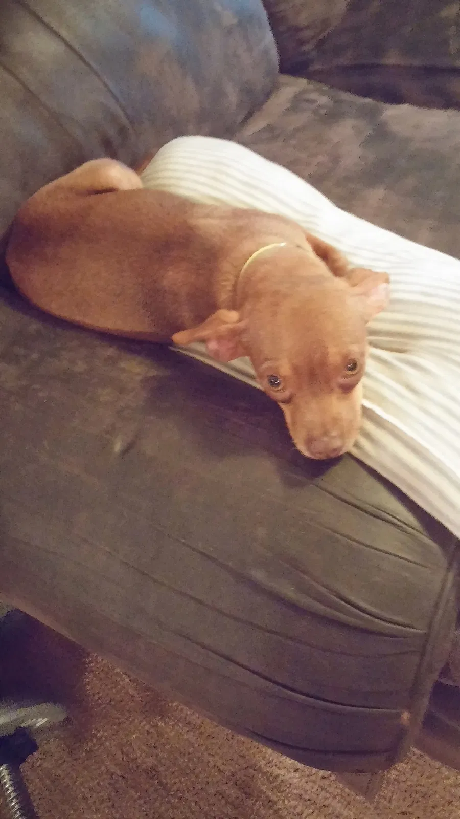 Lost dog in Boyd, TX, 76023