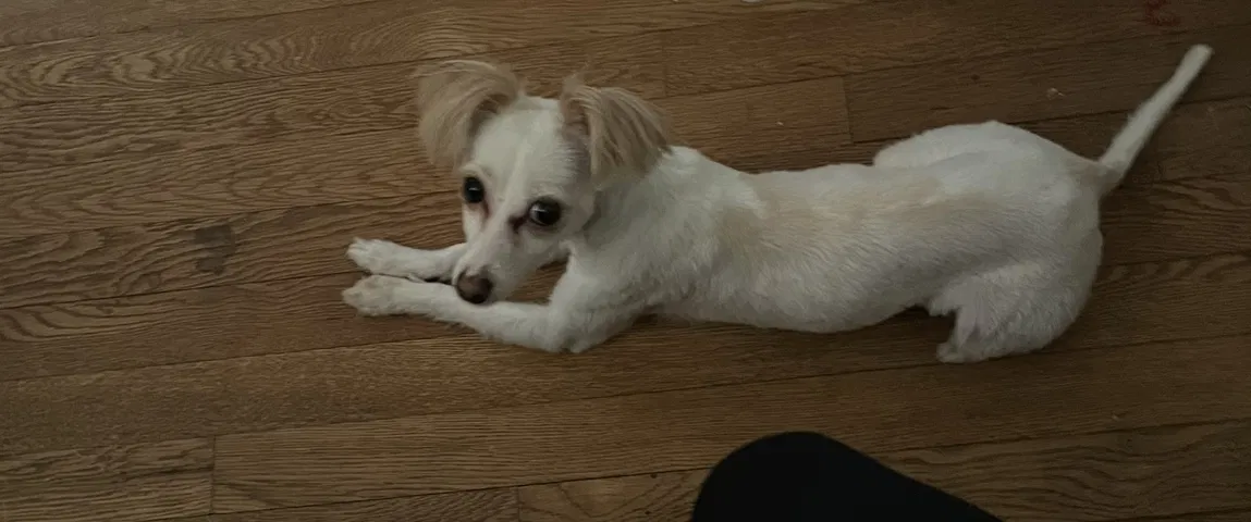 Lost dog in District Heights, MD, 20747