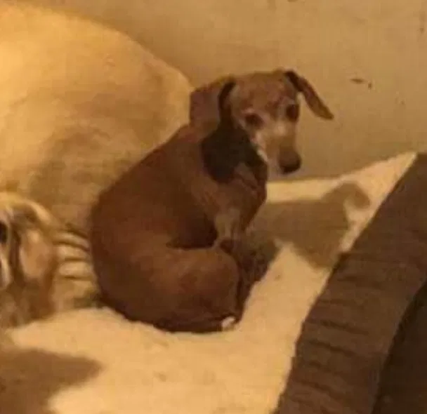 Lost dog in Greensboro, NC, 27455