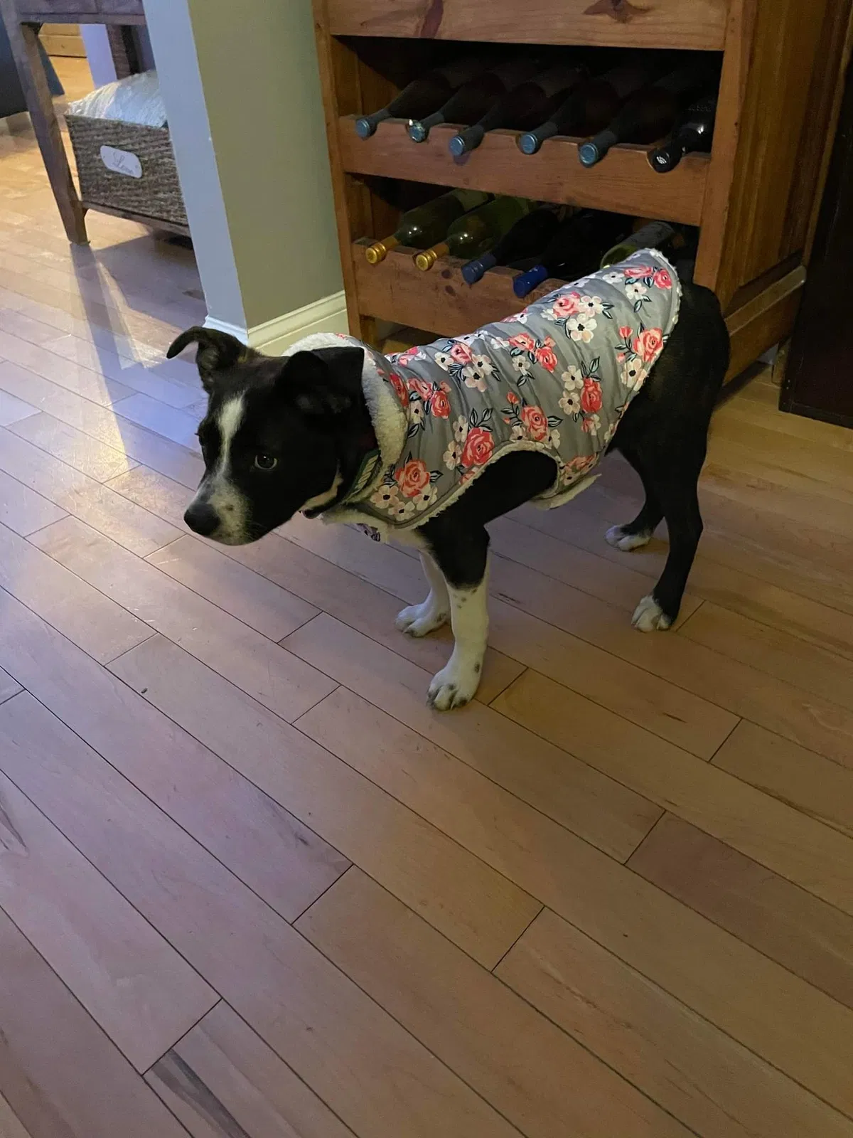Lost dog in Hudson, NH, 3051