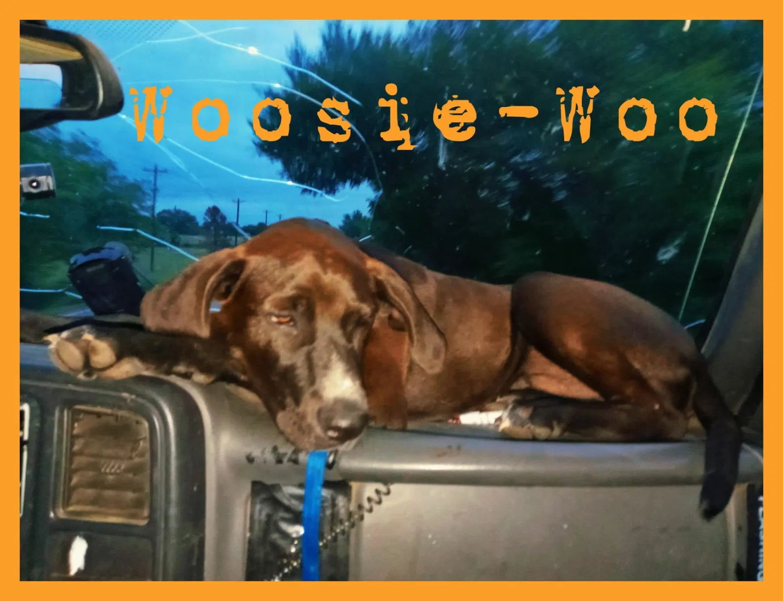 Lost dog in Rhome, TX, 76078