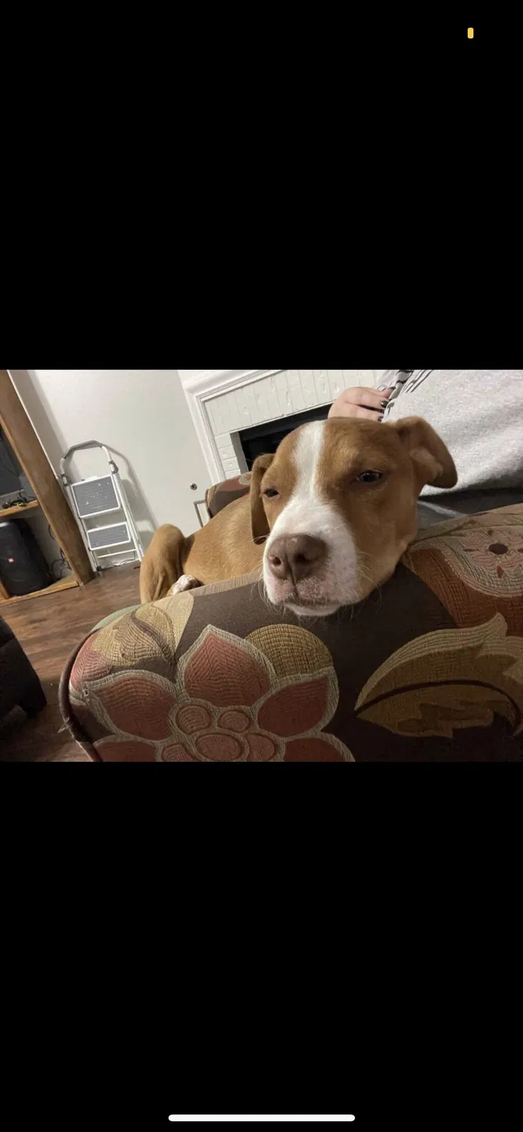 Lost dog in Humble, TX, 77346