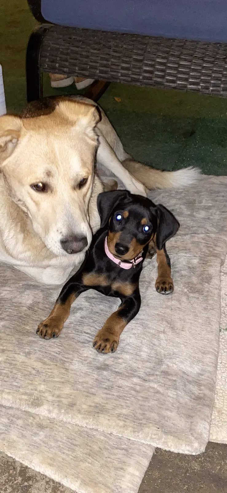 Lost dog in San Bernardino, CA, 92408