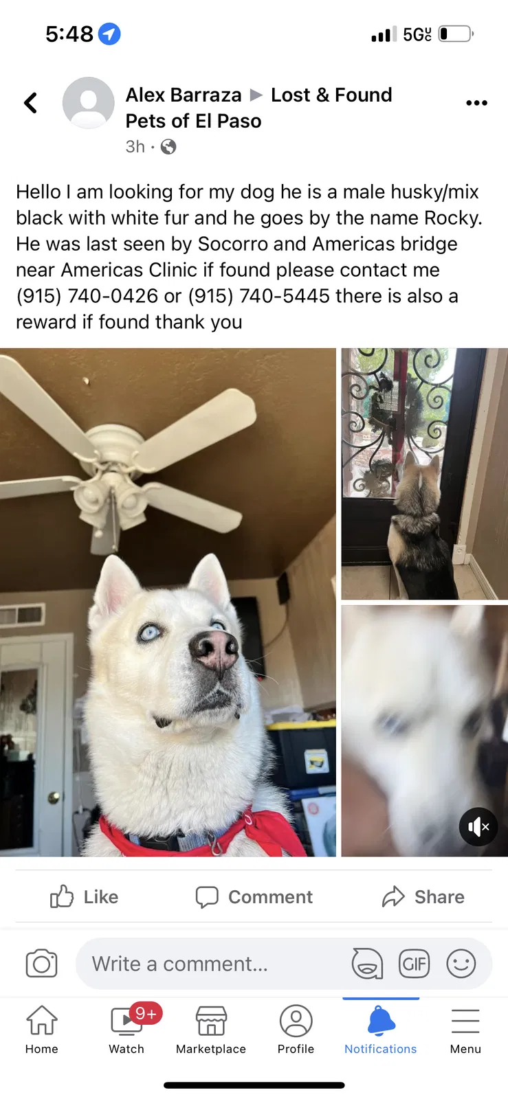 Lost dog in El Paso, TX, 79907