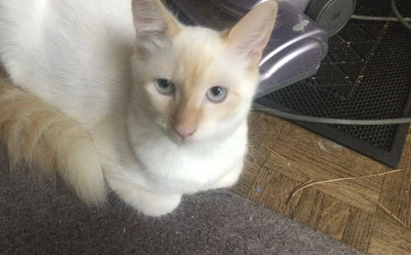 Lost cat in Memphis, TN, 38119