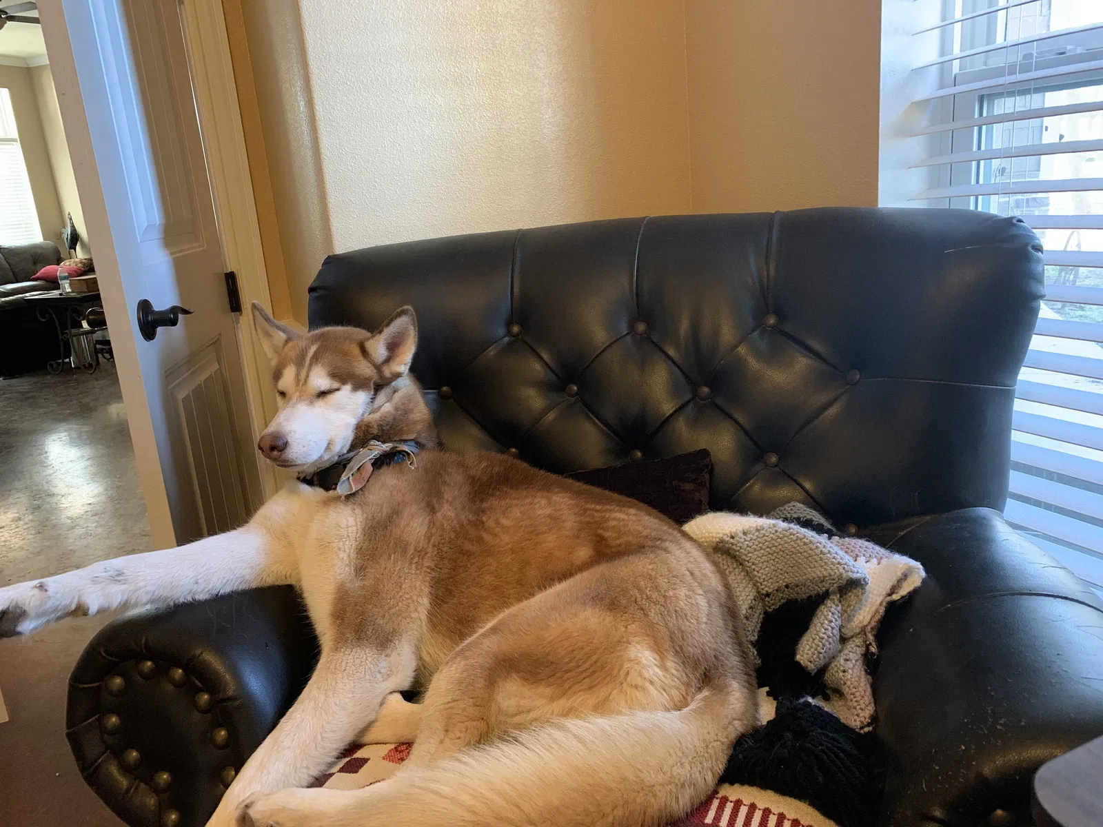 Lost dog in Whitewright, TX, 75491
