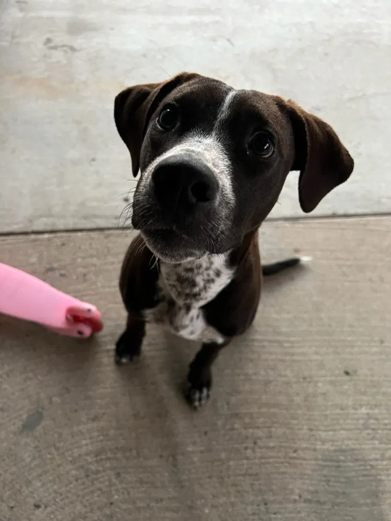 Lost dog in Rhome, TX, 76078