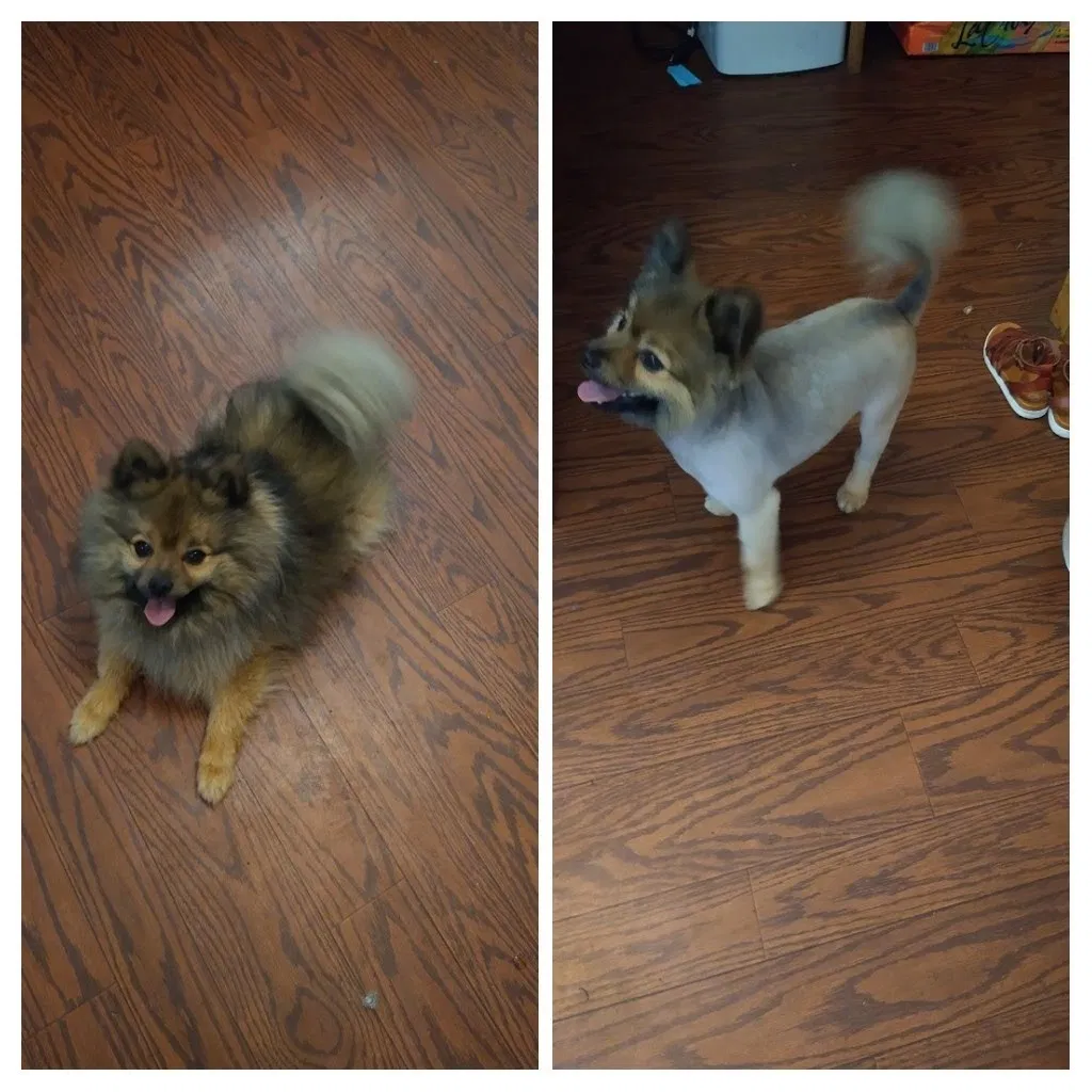 Lost dog in Riverside, CA, 92507