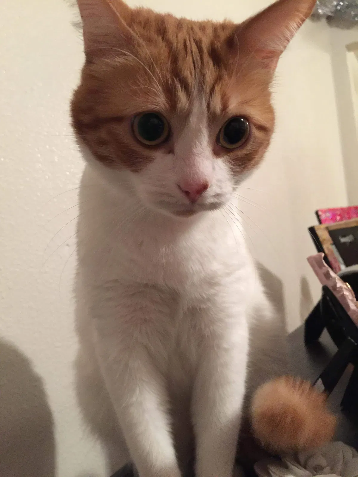 Lost cat in Brownsville, TX, 78526