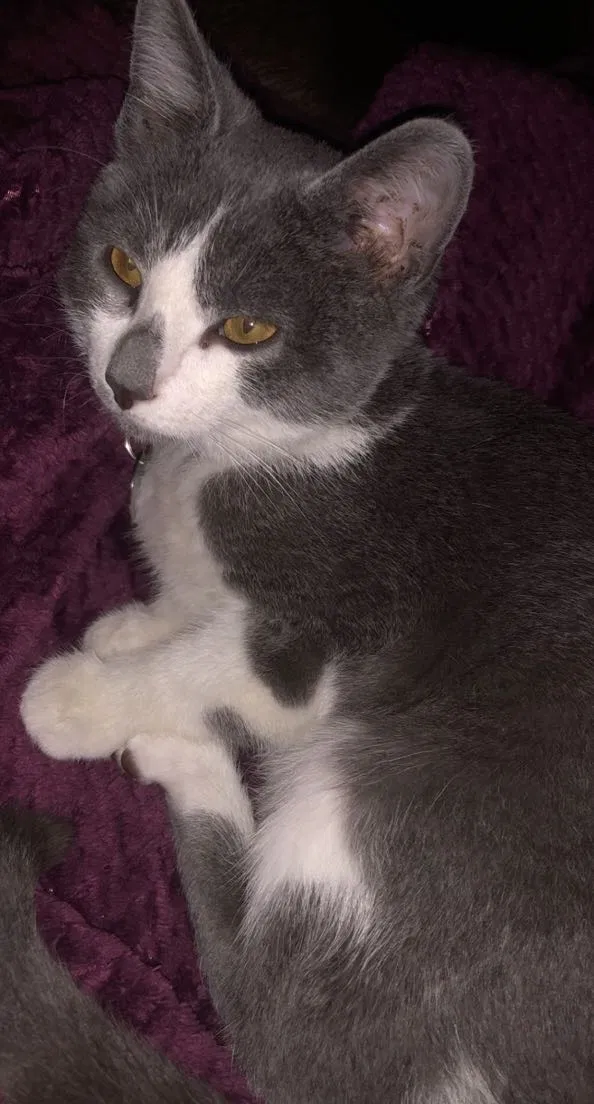 Lost cat in Denton, TX, 76201