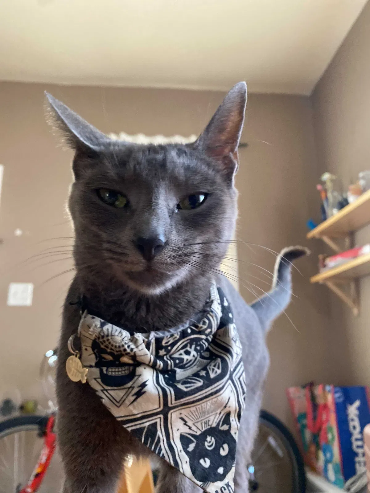 Lost cat in Pasadena, CA, 91103
