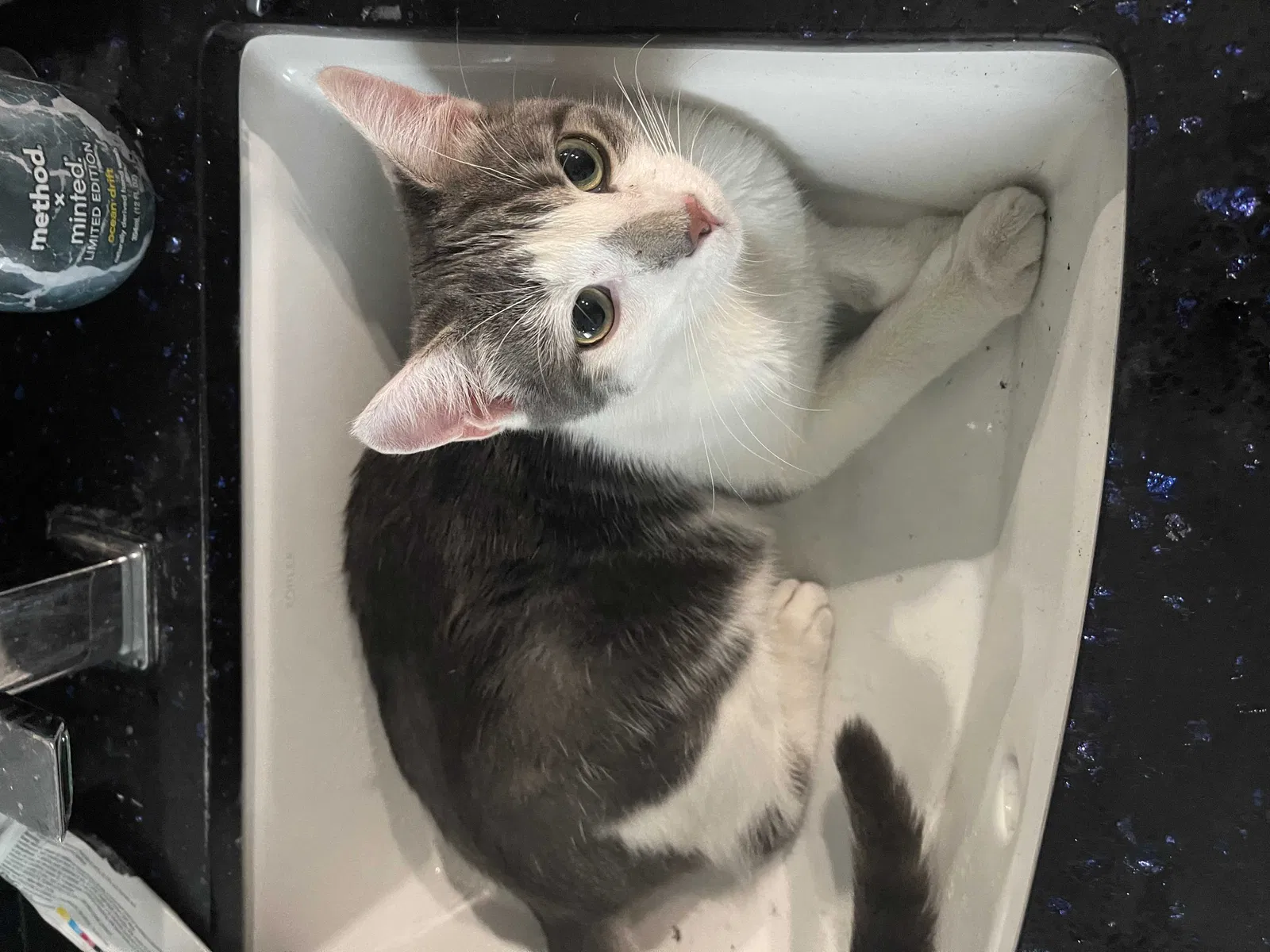 Lost cat in Sun Valley, CA, 91352