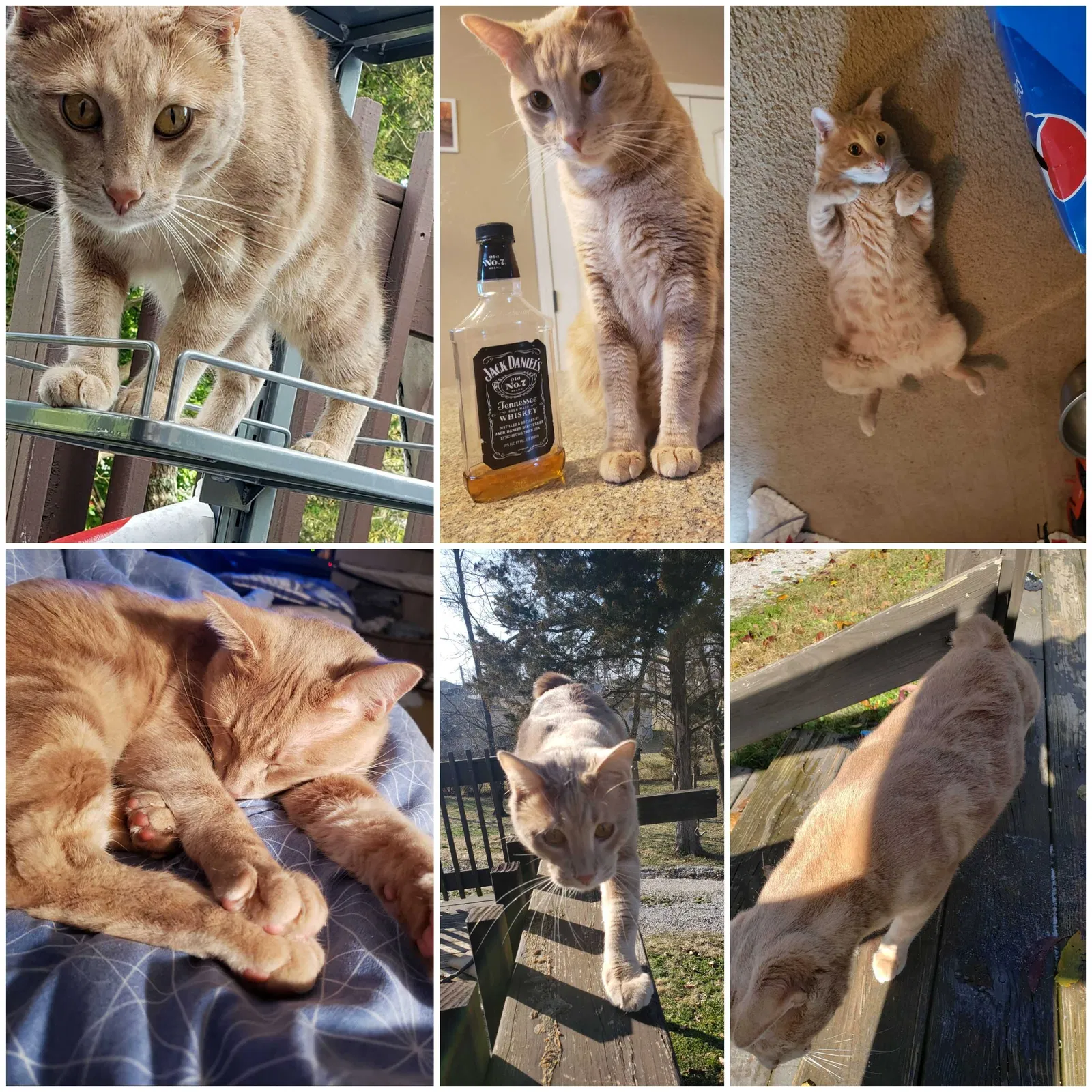 Lost cat in Neosho, MO, 64850
