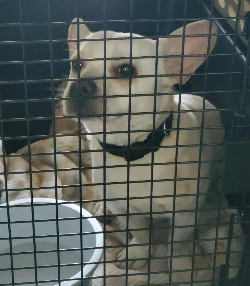 Found dog in Jamaica, NY, 11435