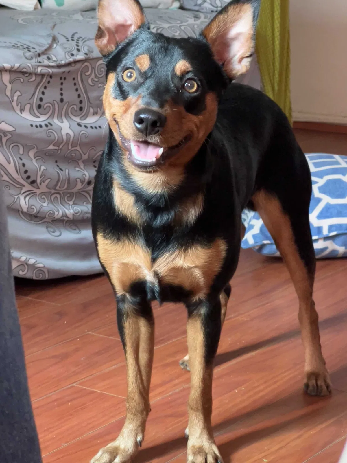 Lost dog in West Covina, CA, 91792