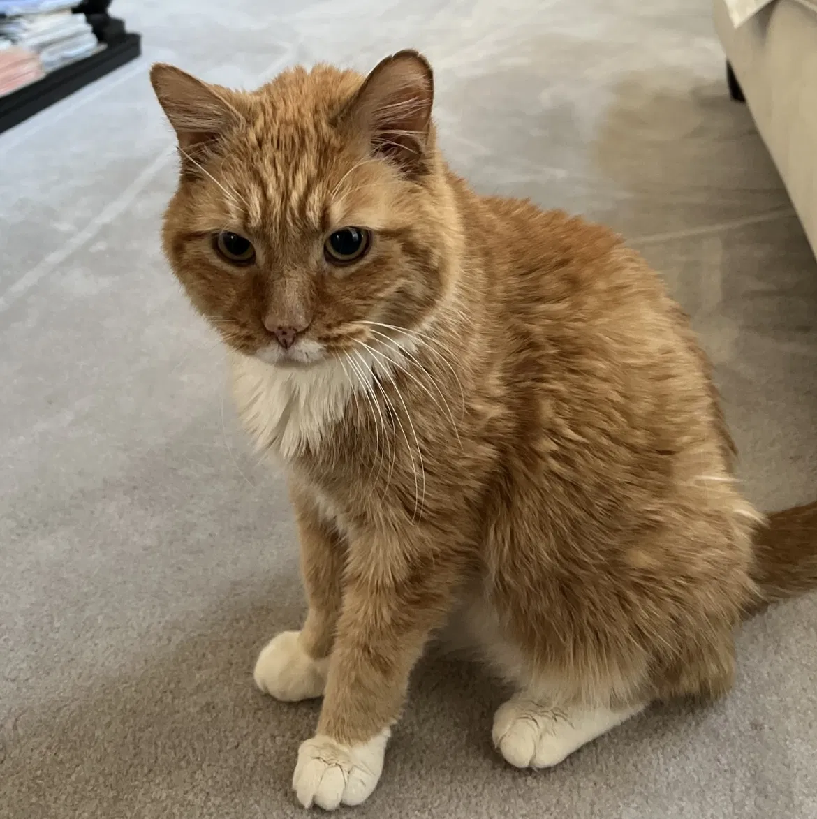Lost cat in Germantown, MD, 20876
