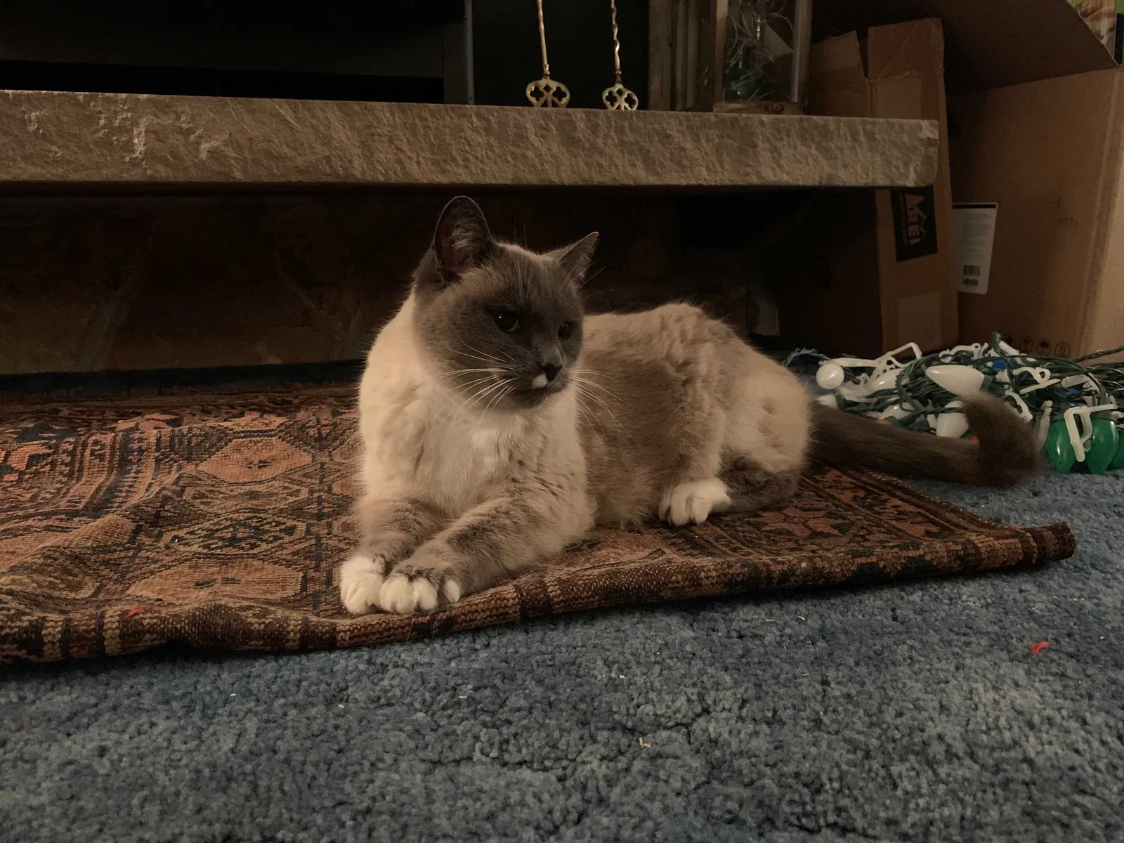 Lost cat in Vancouver, WA, 98664