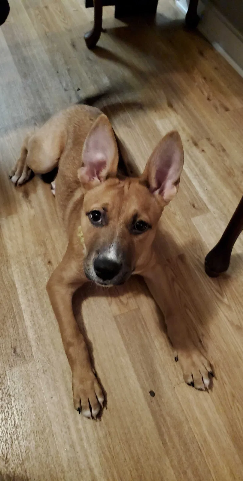 Lost dog in Raeford, NC, 28376