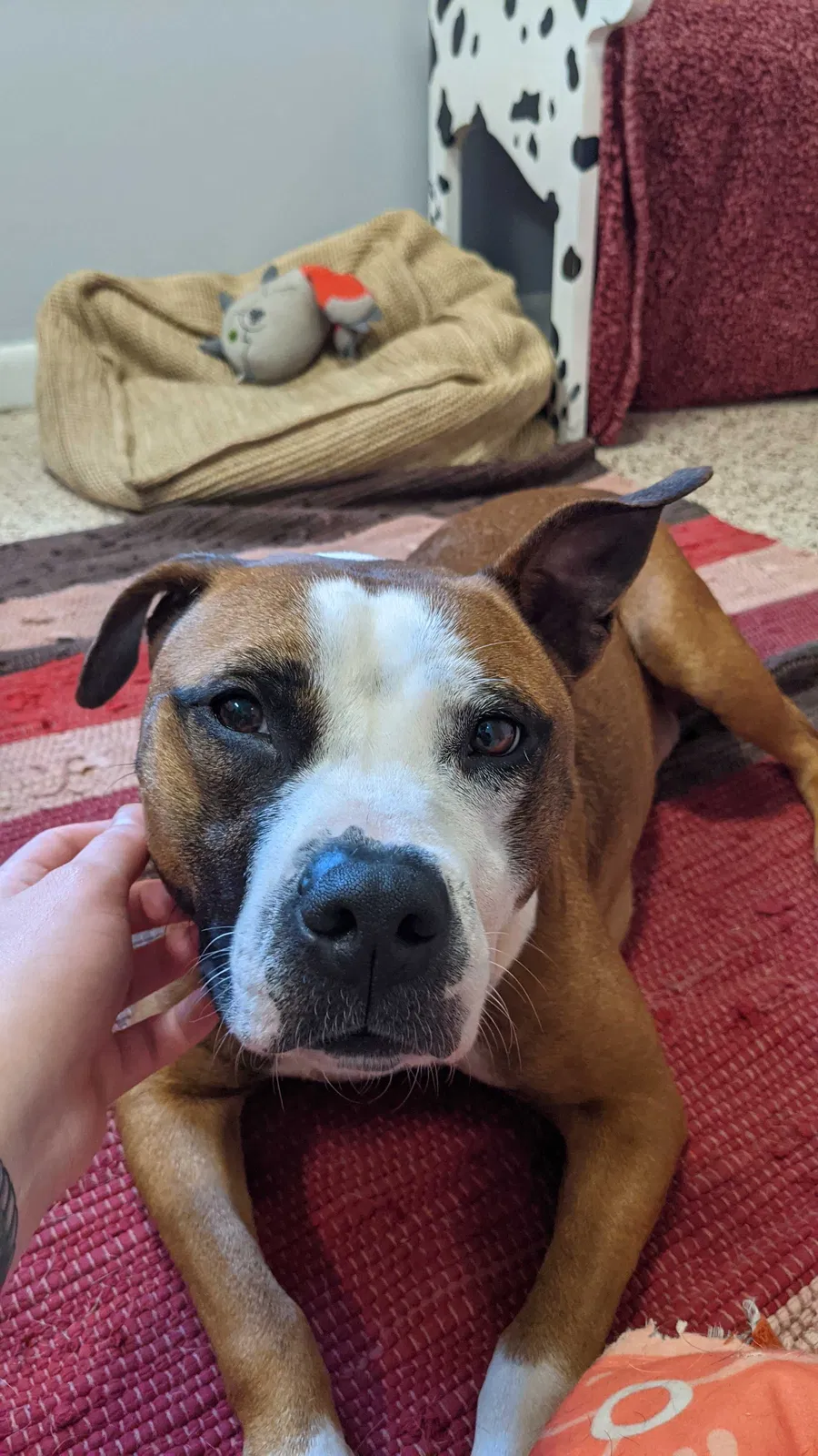 Lost dog in Savannah, GA, 31405