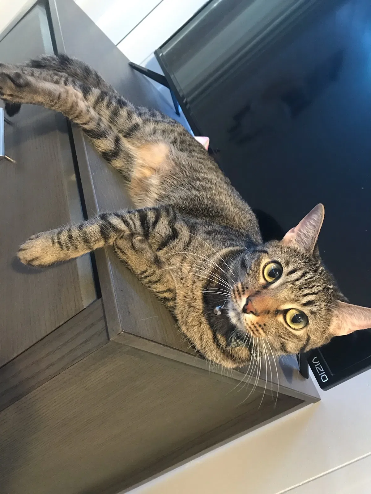 Lost cat in Phoenix, AZ, 85023