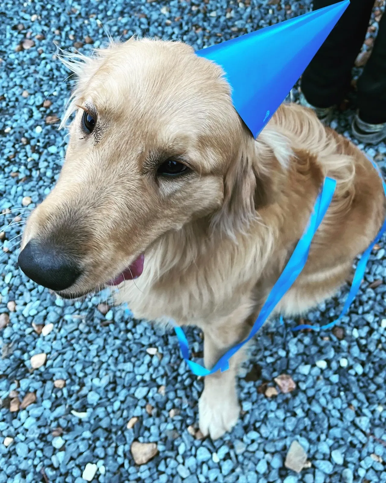 Lost dog in Mentone, AL, 35984