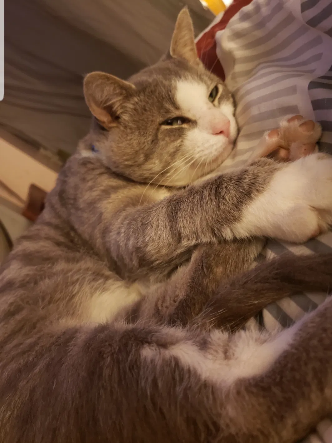 Lost cat in Salem, NJ, 8079