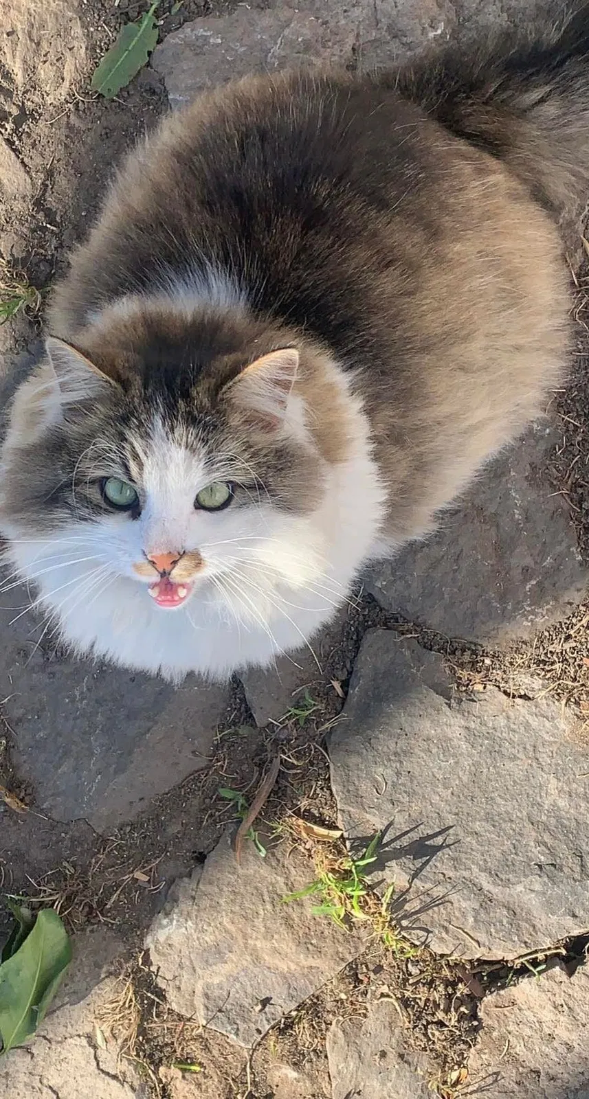 Lost cat in Santa Rosa, CA, 95401