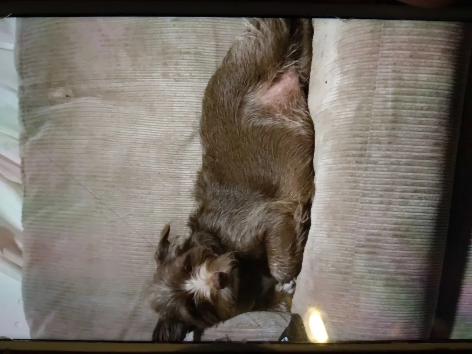 Lost dog in Blackfoot, ID, 83221