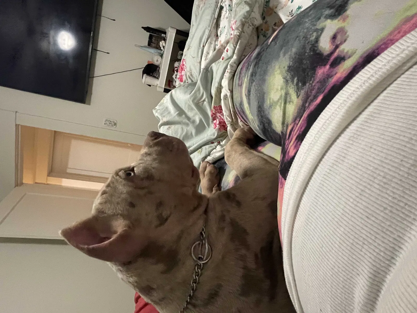 Lost dog in Albany, NY, 12209