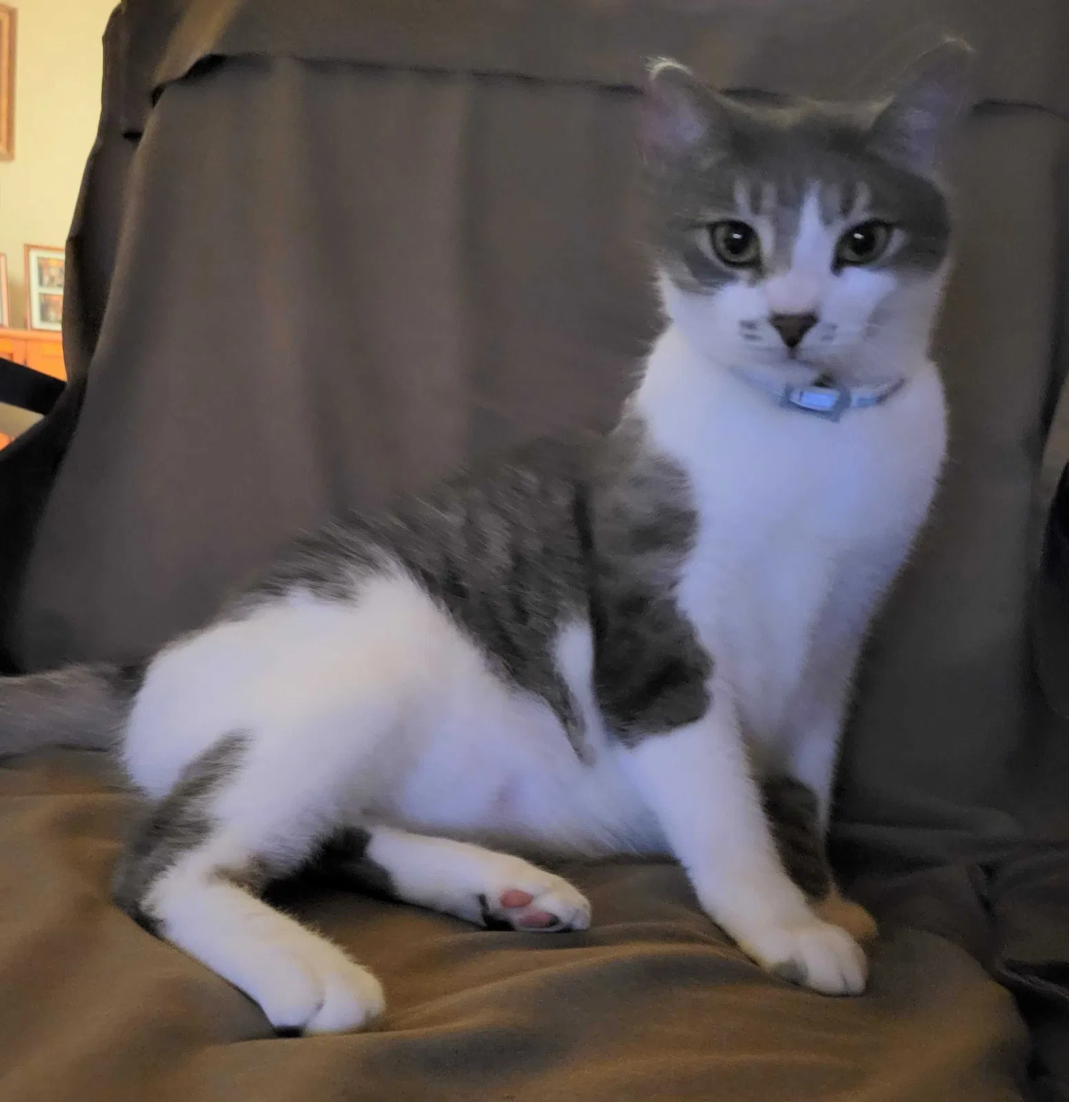 Lost cat in Hollywood, FL, 33027