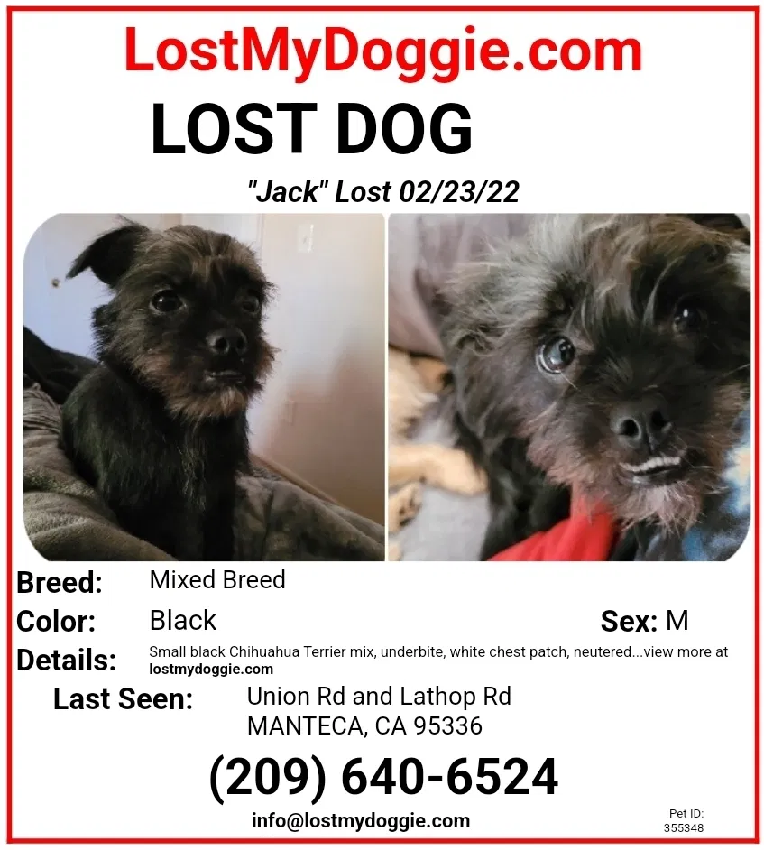 Lost dog in Manteca, CA, 95336