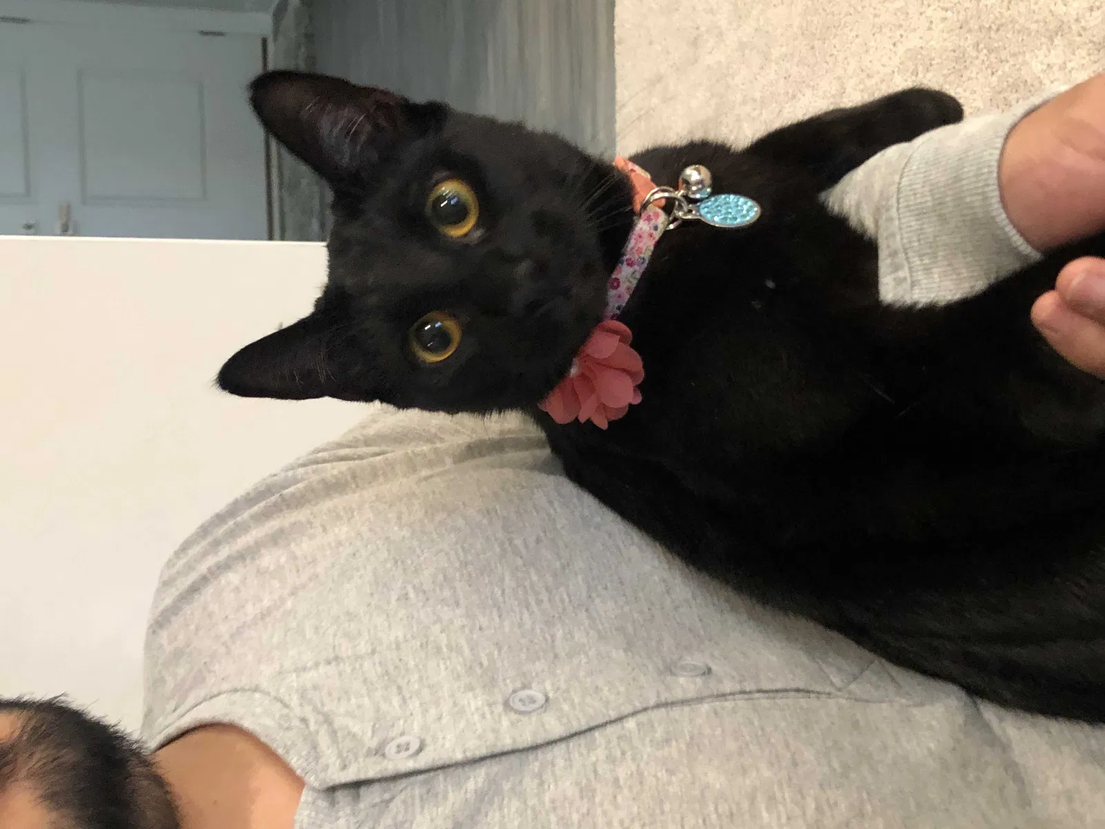 Lost cat in Chester, VA, 23836