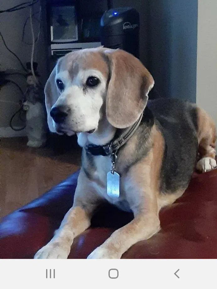 Lost dog in Hickory, NC, 28601