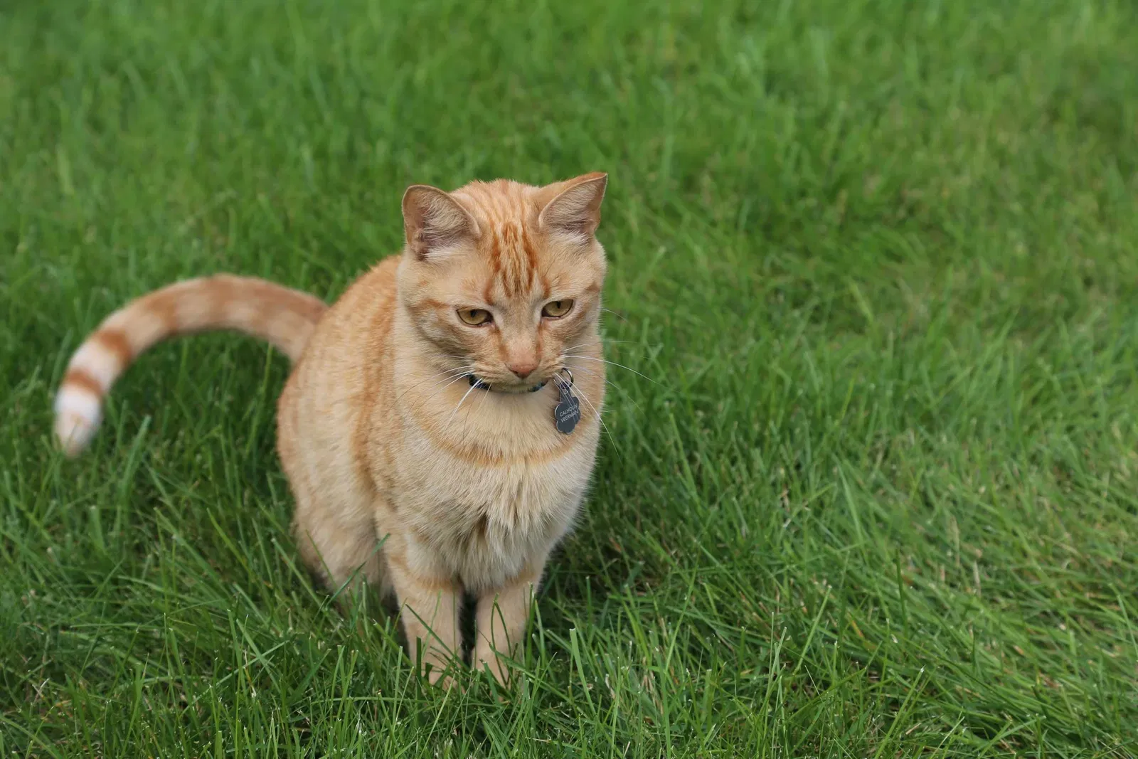 Lost cat in Verona, WI, 53593