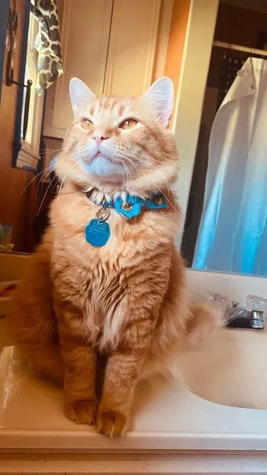 Lost cat in Llano, TX, 78643