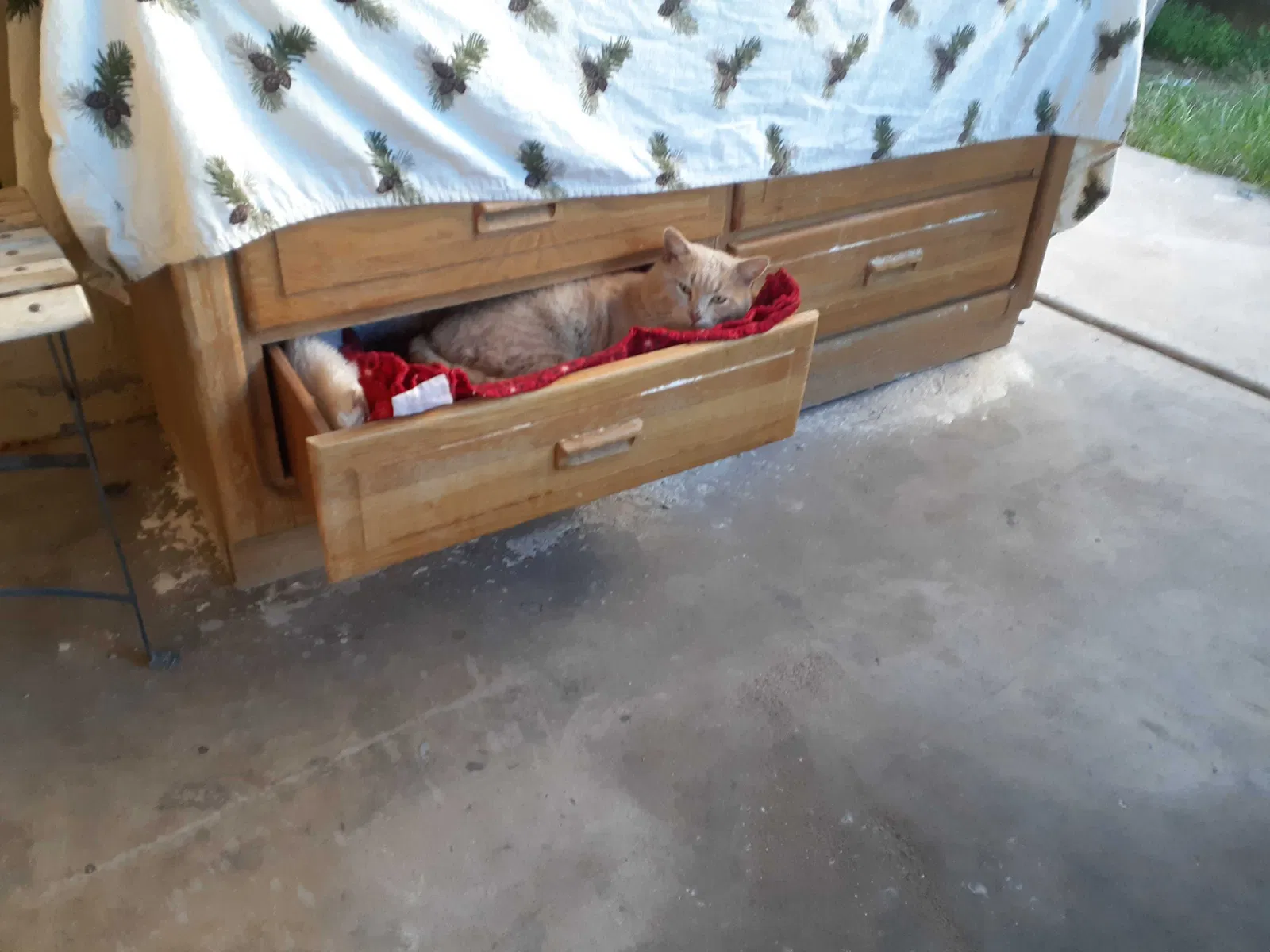 Lost cat in Phoenix, AZ, 85029