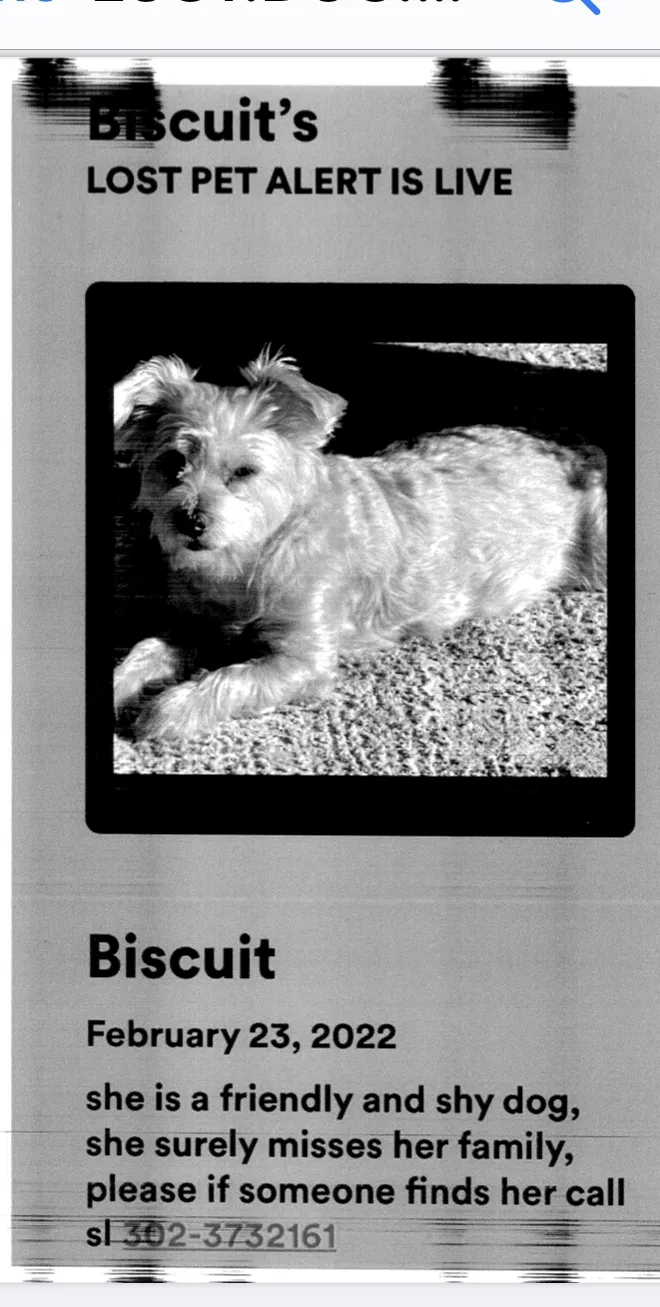 Lost dog in Newark, DE, 19702