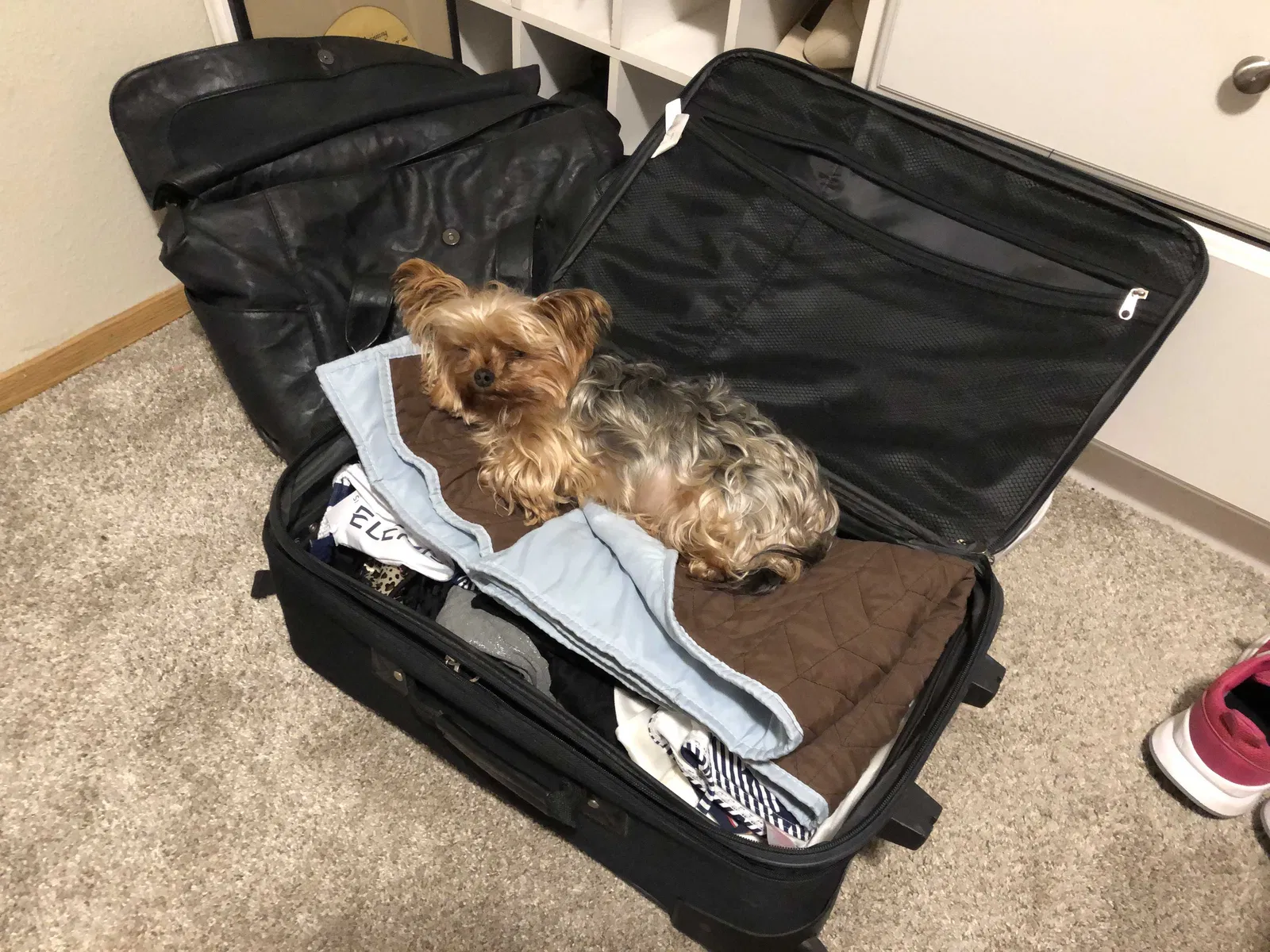 Lost dog in Gresham, OR, 97030