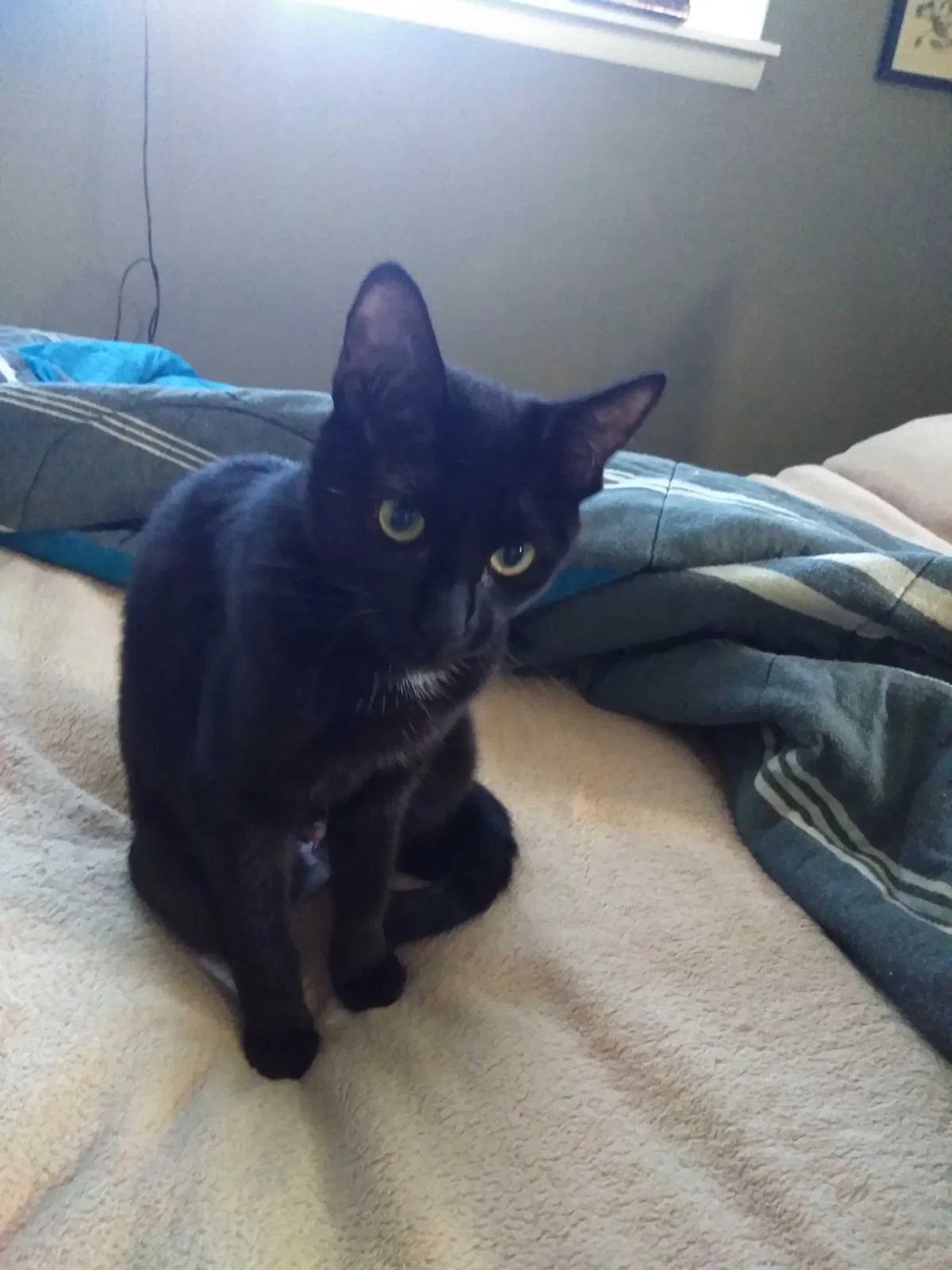 Lost cat in Clinton, MD, 20735