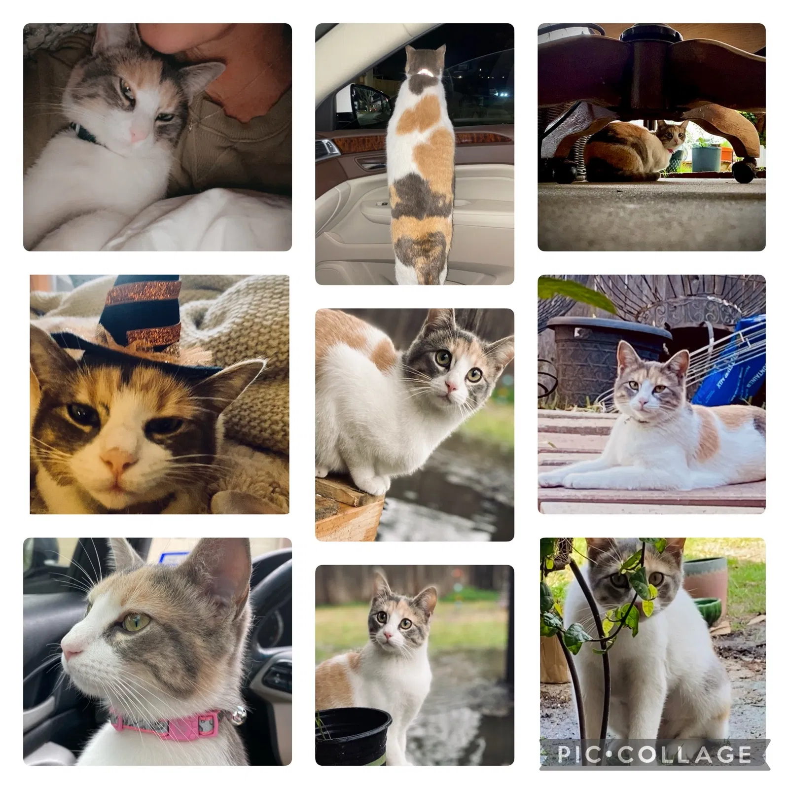 Lost cat in Rowlett, TX, 75089